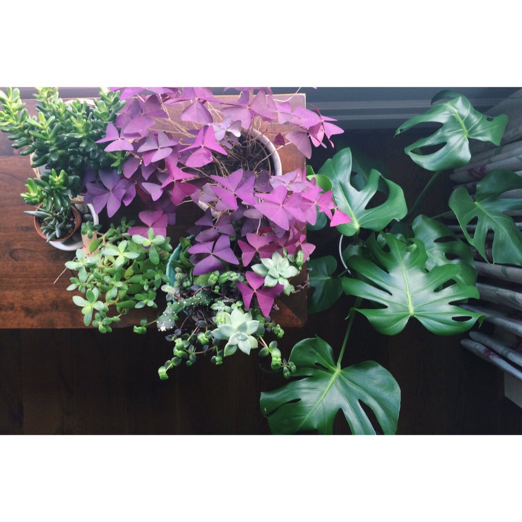 DawnMead's tweet photo. Plant life #onthetable2015 #plant #iphone #photography #photojournalism #photographer https://t.co/bp0rFet9vn