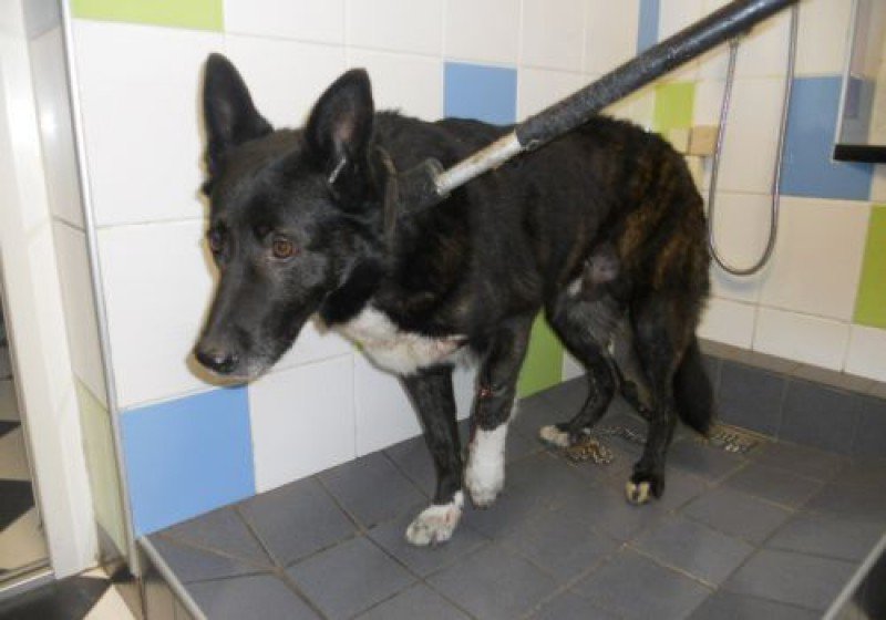 SOS
Rīgā Ludzas ielā atrasts skaists suns ar savainotu ķepu dzivniekupolicija.lv/lv/atrastie/ul…
Lūdzu RT, meklējam saimnieku!