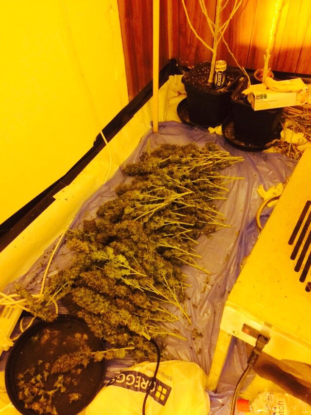 MPSEnfield's tweet photo. We even come to help with the harvest! Upper Edmonton SNT strike again. 3 men arrested. #TomatoesInstead https://t.co/TMHXAQbMH2