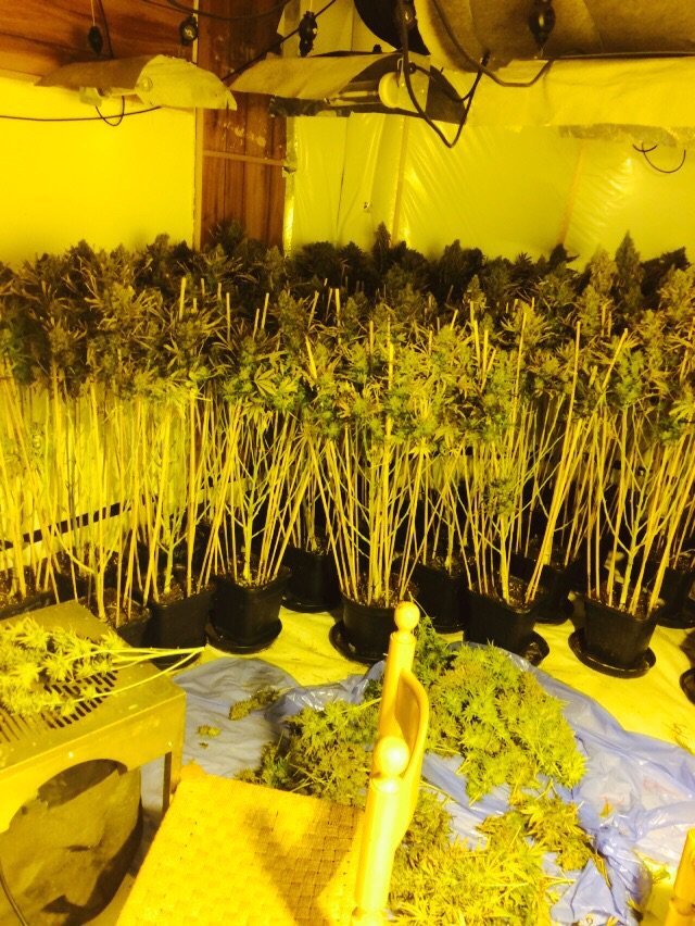 MPSEnfield's tweet photo. The wrong sort of Christmas trees! Now safely in police custody... #TomatoesInstead. TS https://t.co/90eSqRKkpD