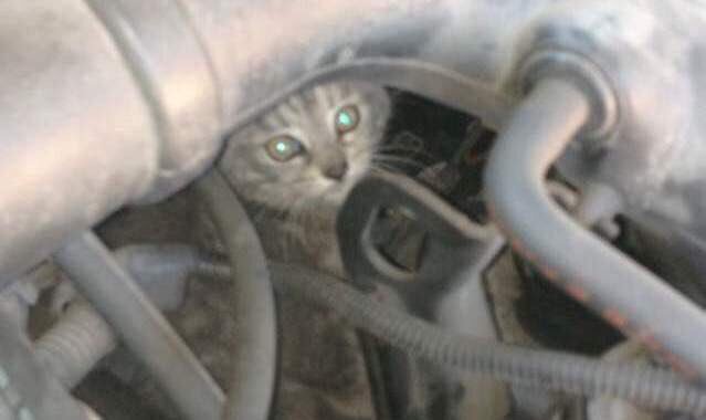 هاشتاق السعودية (@hashksa) on Twitter photo مع برودة الأجواء تبحث القطط عن ملاذ يقيها البرد، احرص على ضرب المنبه قبل التشغيل. | عبر: <a href="/Mechanic1553/">أحمد الشهري</a> مع برودة الأجواء تبحث القطط عن ملاذ يقيها البرد، احرص على ضرب المنبه قبل التشغيل. | عبر: <a href="/Mechanic1553/">أحمد الشهري</a>