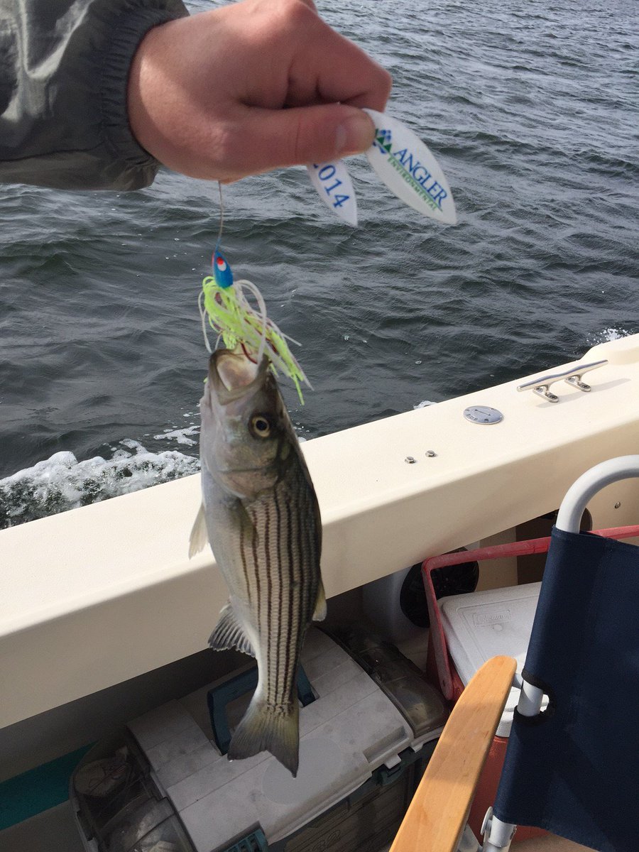What a Catch!  Clients of Angler sent in photos of the 2014 Angler Lure helping for a successful rockfishing trip!