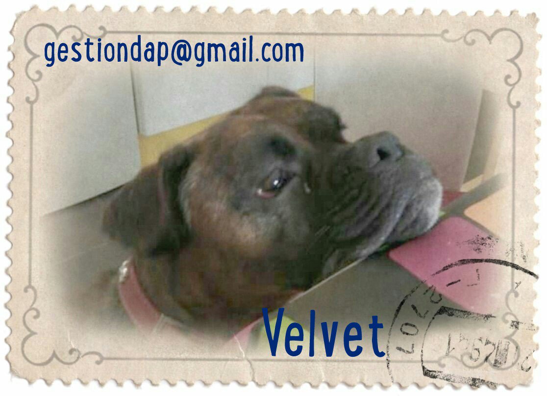 defenpal's tweet photo. @ADOPTAENESPANA VELVET. 1 año. Fue abandonado en la perrera. Se lleva bien con perros y gatos y apenas ladra. RT!! https://t.co/SA89OeryqM