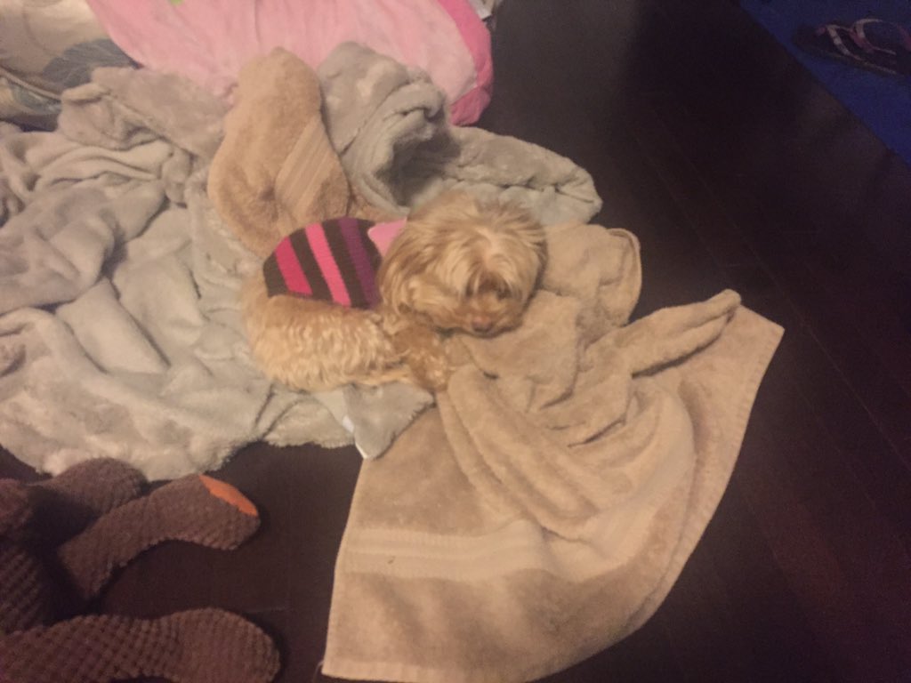 carameltoronto's tweet photo. I 💙 @WinstonSih #winstonfanclub #includesdogstoo #dogsoftwitter @BTtoronto https://t.co/2CUYA8WPdY
