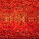 紅葉が一面を真紅の海のように覆い尽くす絶景写真‼️