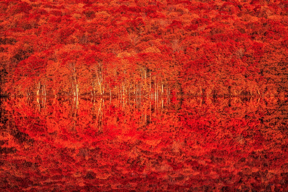 紅葉が一面を真紅の海のように覆い尽くす絶景写真‼️