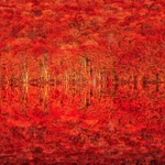 紅葉が一面を真紅の海のように覆い尽くす絶景写真‼️