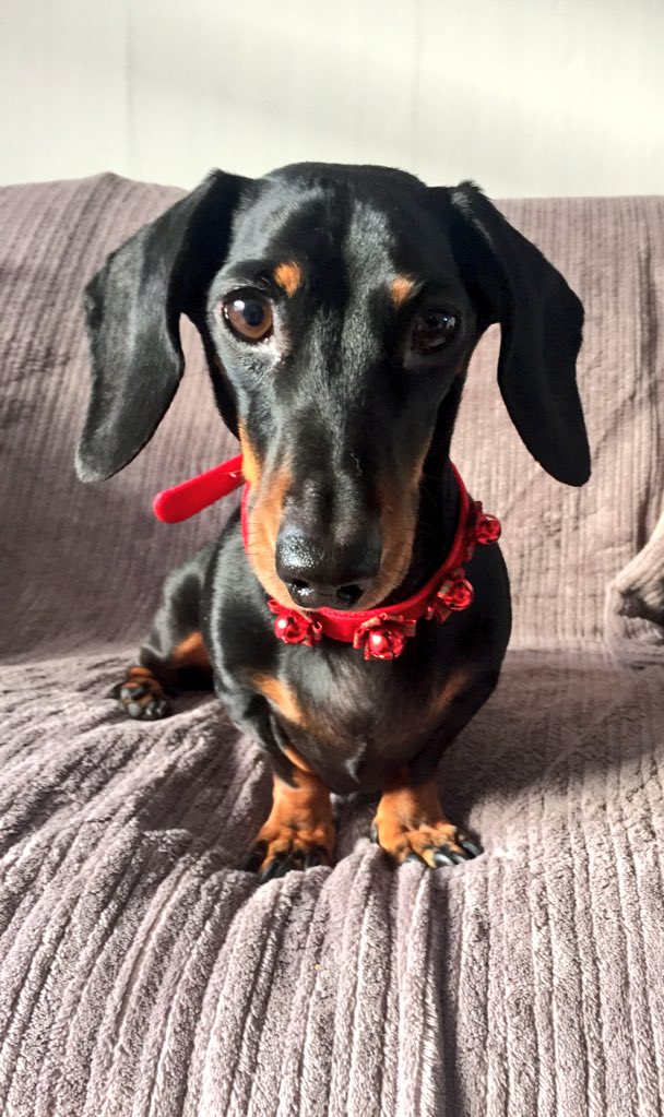 Hugo_Pup tweet picture