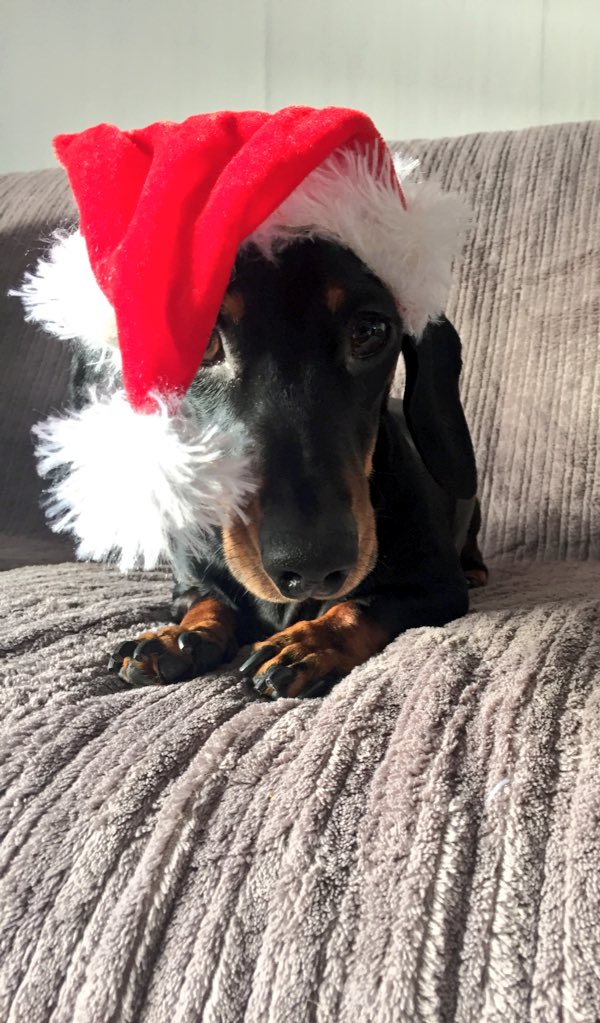 Hugo_Pup tweet picture