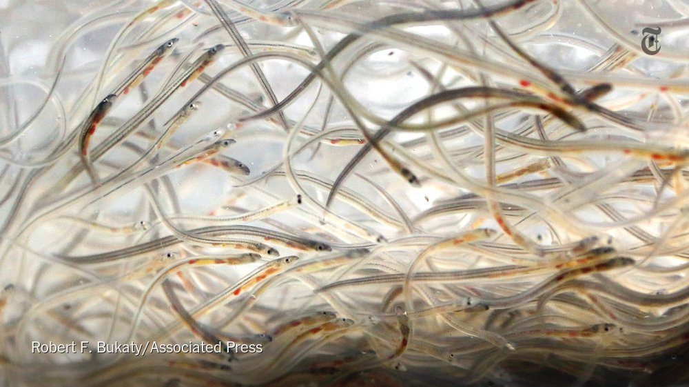 NYTScience's tweet photo. Solved: Where eels go to hook up https://t.co/YiRLaKkQEo https://t.co/pC5TdnLET0
