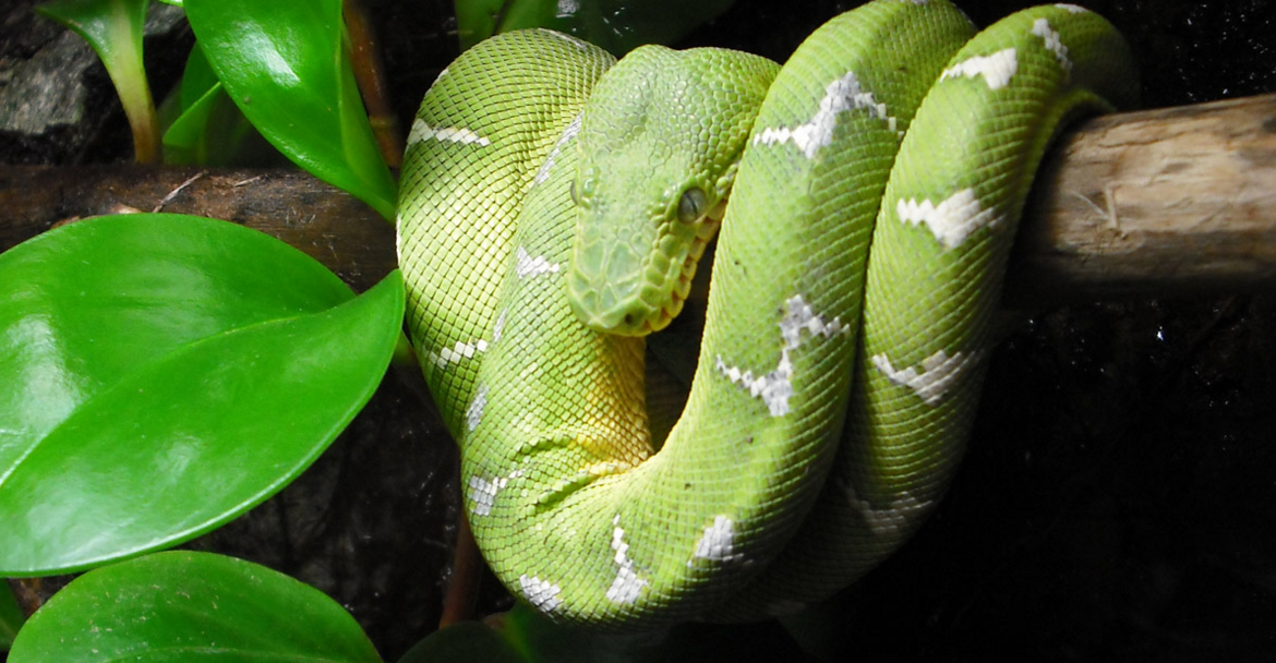 PyMongo's tweet image. I'm officially 3.2 today! I support all the new MongoDB 3.2 features emptysqua.re/blog/announcin…