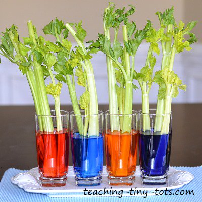 teachingtots's tweet photo. @komedisyen @sotekvar Start exposing young children to science concepts with fun activities. #celeryexperiment https://t.co/cZlgOusDXP