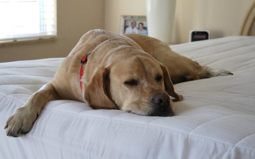 Telegraph's tweet photo. Want a better night's sleep? Share your bed with a pet https://t.co/hT9RHfixR3 https://t.co/rlMGC4YlNc