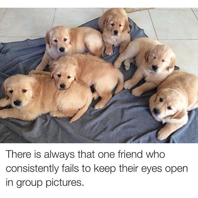 Go to instagram.com/thebarkpost for more! 

via instagram.com/goldens_of_chi…