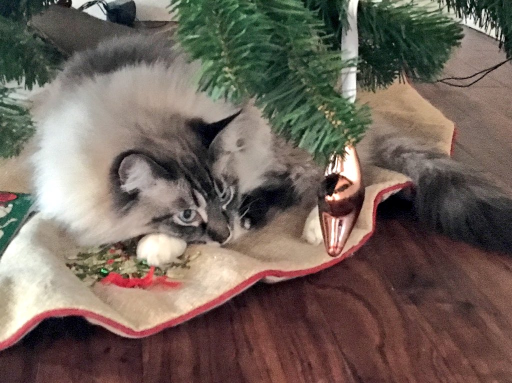 OMGitsAliA's tweet photo. Olly Polly, Darcy and their fake Labrador friend all chilling under the Christmas tree! 😊💙 https://t.co/YUzhnqZsAI