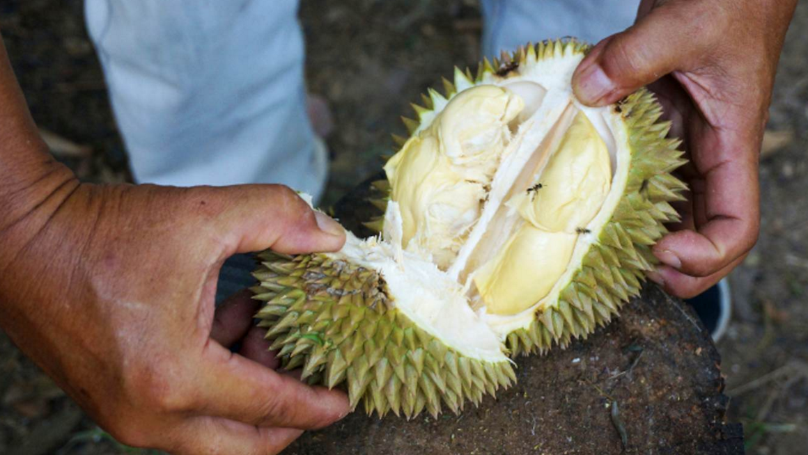 lonelyplanet's tweet photo. Durian 101: everything you need to know about Southeast Asia's ‘King of Fruits’ https://t.co/0FXNgORbNX https://t.co/CizzDjfSCF