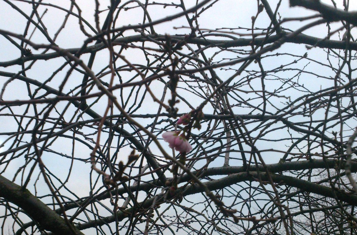 in Hamburg klopft schon der Frühling an...