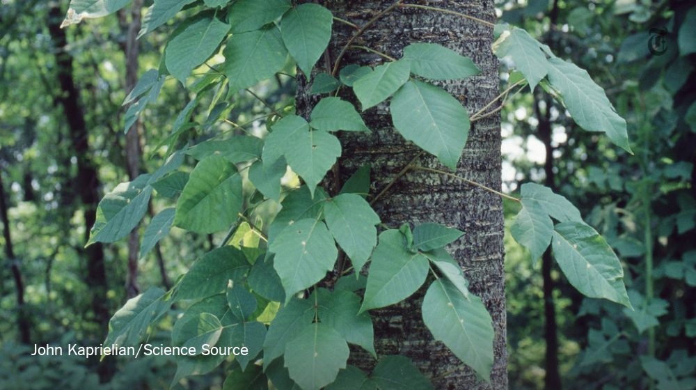 NYT Science tweet media