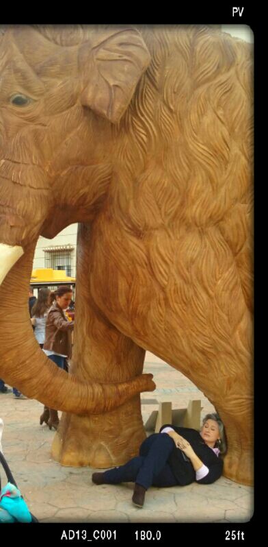 Noe_TinkerBell's tweet photo. #Padulteespera #lomejordelsur a quien buen mamut se arrima buena sombra le cobija https://t.co/1BAjA9Tp5h