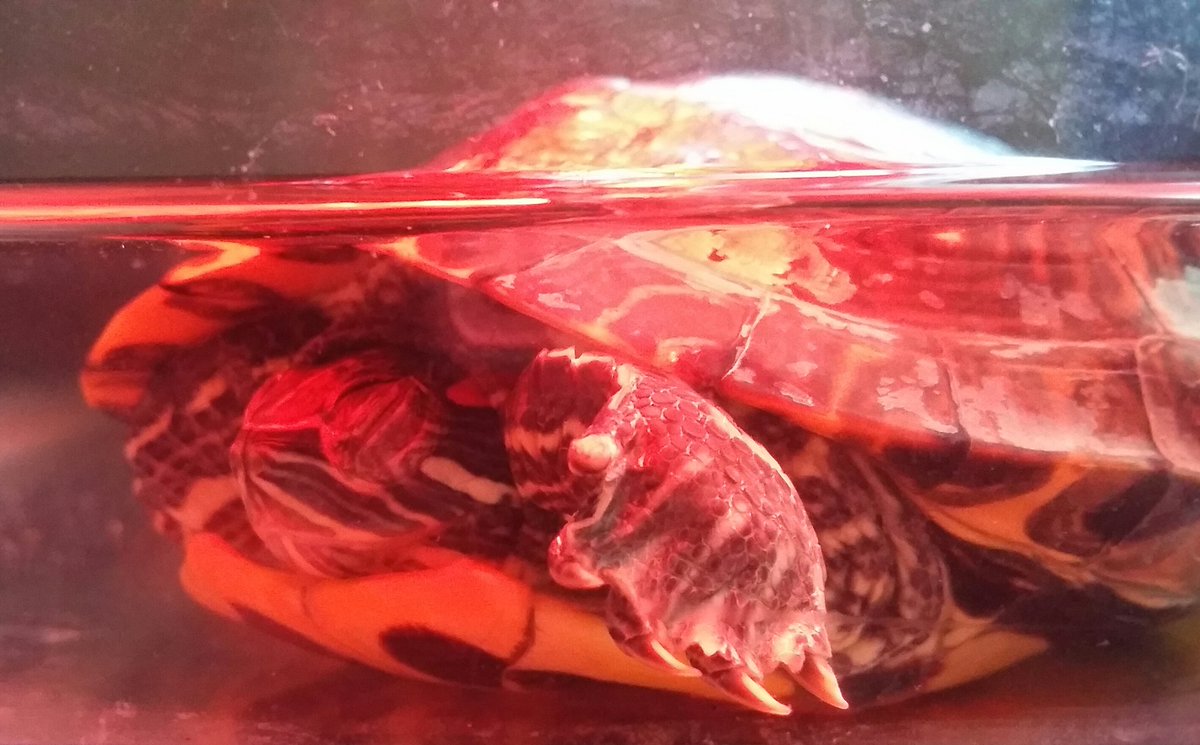 Nelly con su manita saying hi! <a href="/amanda_isabel97/">amanda 🐝</a> @iamramirois