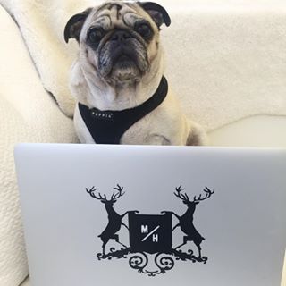 Joy_PhotoCam's tweet photo. She's a hardworking & hardnapping pug. #DailyPug #LeicaHarrietPancakes #Pug #MTZHF https://t.co/KcLerZ5fee https://t.co/kIenqxJ1gf