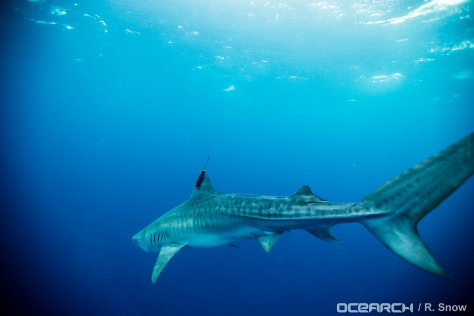 OCEARCH's tweet photo. OCEARCH Concludes Shark Tagging Expedition in Gulf of Mexico: https://t.co/hWiYyJCzqt via @GlobeNewswire https://t.co/TvKf7wzsC3