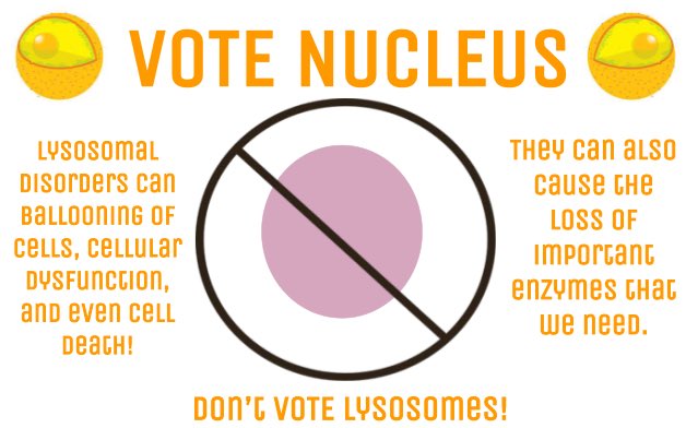 HHSNUCLEUS's tweet photo. Don't vote #lysosomes! #votenucleus #hpsdbio #organellewars https://t.co/NAQW6B6wOC
