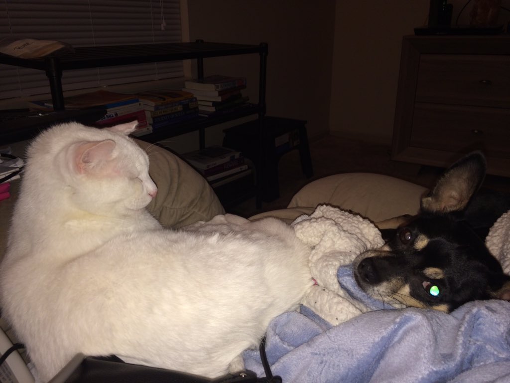 allpawsnclaws's tweet photo. Do we have to get up???? https://t.co/9lC2FX0tWN