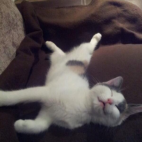 {Lays like this on my TL}.