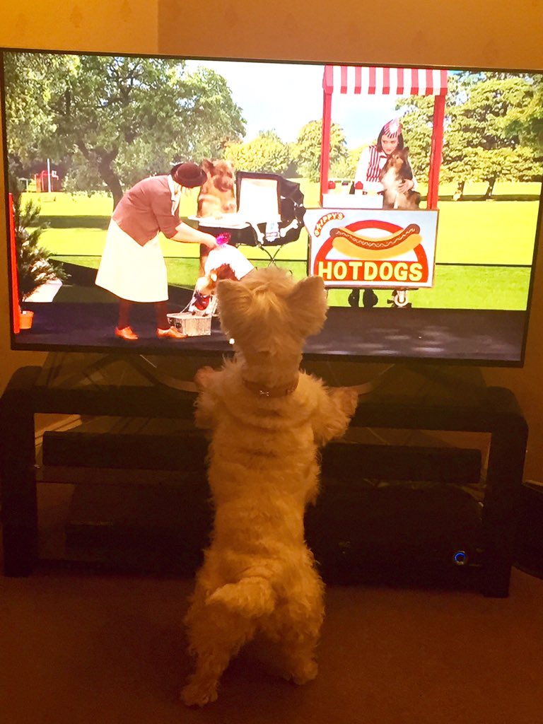 lucyfiddis's tweet photo. When your dog is a bit too excited by the #RoyalVariety show...I think @JulesAndMatisse have a new number 1 fan! 🐶 https://t.co/QKnVDsMoY2