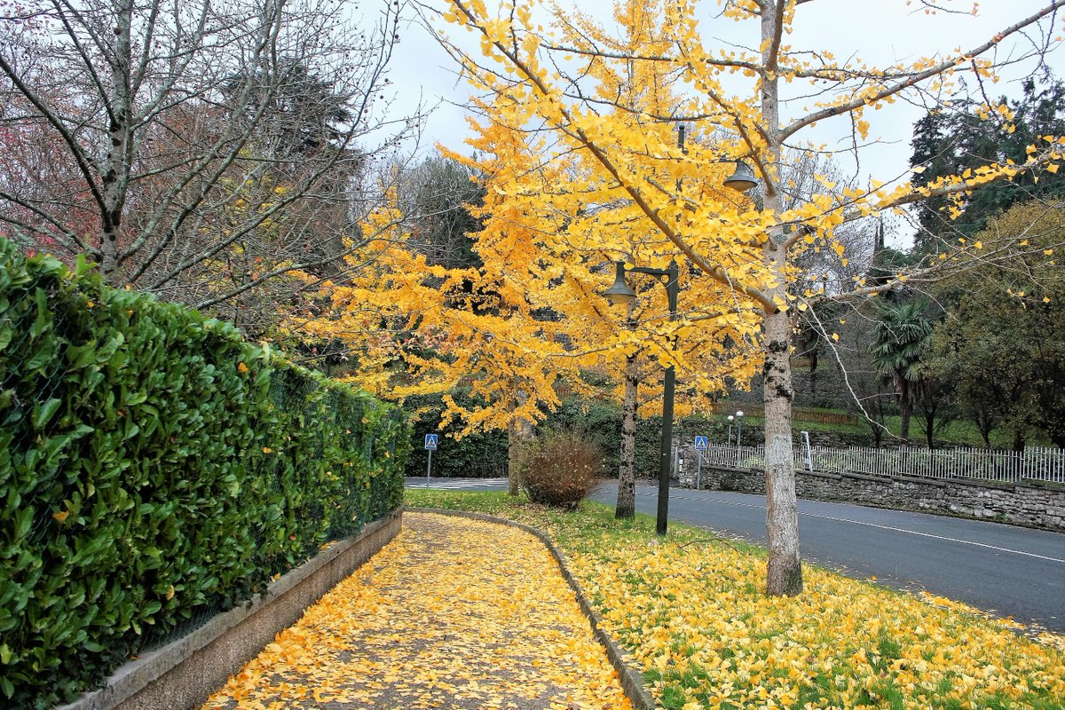 alberdi's tweet image. etxerako bidea ginkgoz josita dago. Ze estaldura hori polittak sortzen dituzten udazkenean!