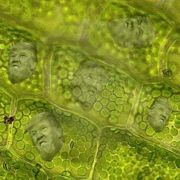 TheCellularWall's tweet photo. We Need To Build A Wall...A Cellular Wall! #organellewars https://t.co/RFxKzf8wuF