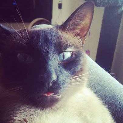 SiameseCatSpot's tweet photo. Watson the goofball from Dave 😝#tongueouttuesday #sealpoint #siamesecat #Siamesecatspot https://t.co/bBXdJva52h https://t.co/DOxTgNcNtn