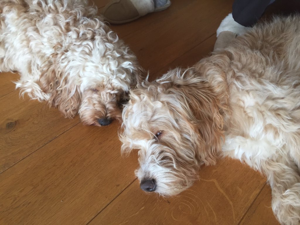 Harry loves having his little mate George to keep him company #puppy's #tireddogs #bless