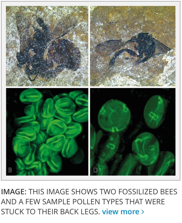 PhilKneebone's tweet photo. Fossilized #bees were finicky pollen collectors https://t.co/nUQIceWyCe #FossiloftheDay #honeybees https://t.co/MqHuRrM0W9