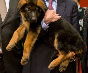 #Russia gives #France police puppy to replace Diesel, killed in raid nyti.ms/1HSWAbM #JeSuisChien