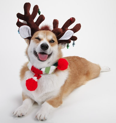 50 #Dogs Dressed Up for the Holidays! bzfd.it/1SlO2dU #adoptdontshop