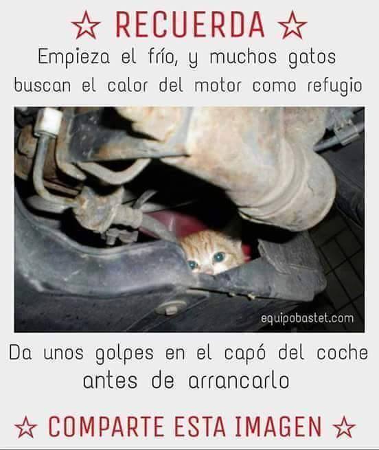 OkAutoCar's tweet photo. Unos pequeños golpes en el cofre, unos toques leves de claxon serán suficientes para salvar su vida #Invierno https://t.co/dlwBeI7b7y