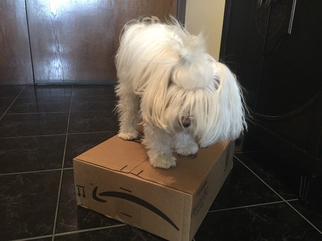 doctordaniela's tweet photo. @MaxlSchreier snooping in hopes to figure out his #Christmas #gift #askdrmax https://t.co/DMT6t1PzDS
