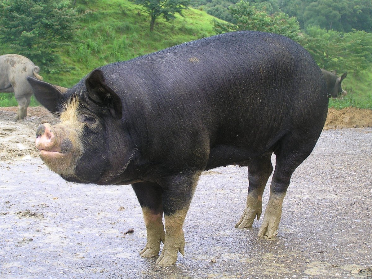 Masubuchi tweet media