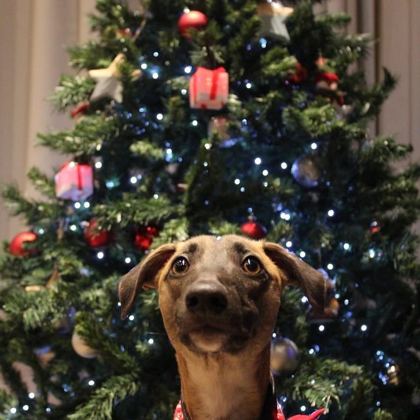 kerstmis's tweet photo. Wij zijn dol op kerstbomen: Doggie's first Christmas #kerstboom #whippet #christmas #dog #howdoesthiswork #istherea… https://t.co/0fplnPIlT4