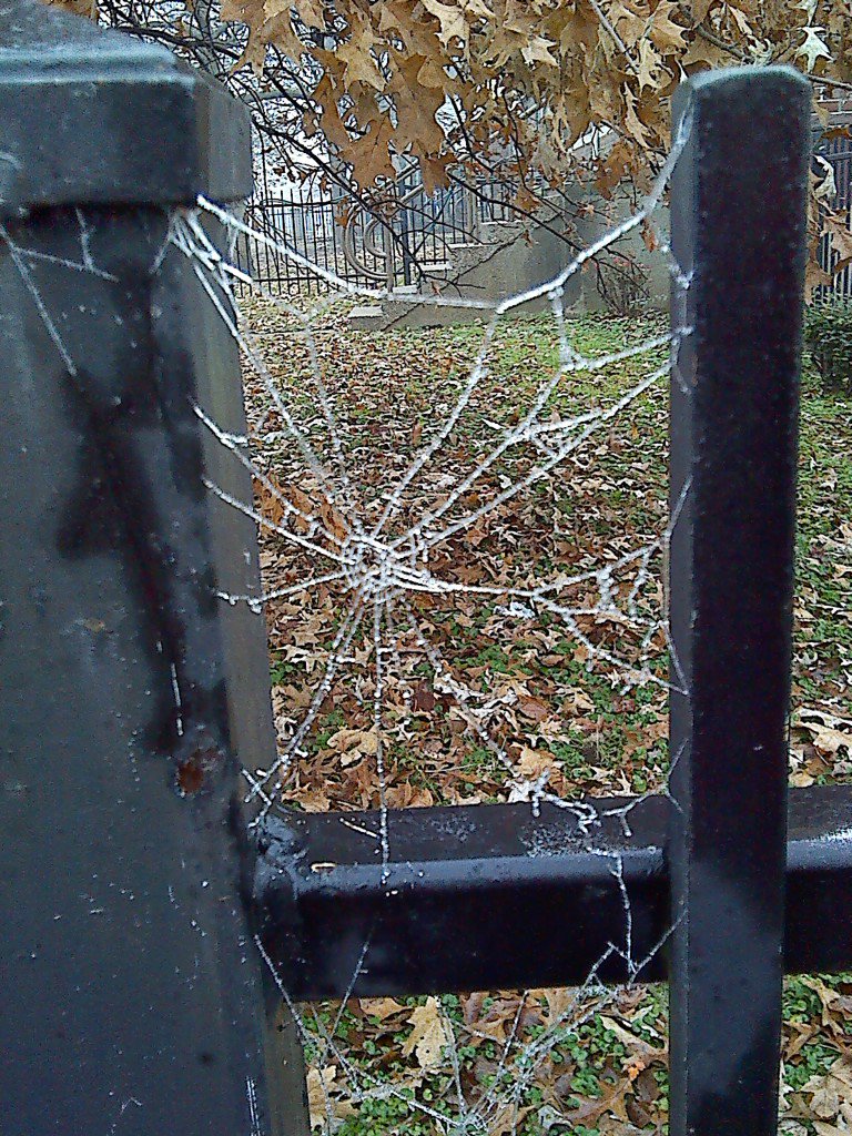 MichaelMayfie19's tweet image. Took this when we had the freezing fog. #beautifulweb