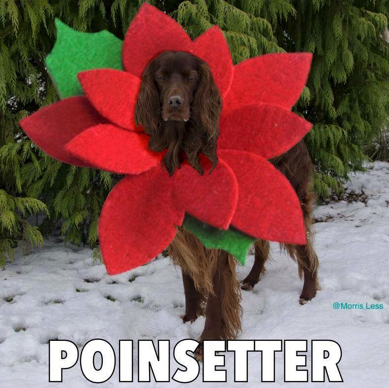 #dogsoftwitter #holidayseason