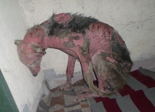 OtroFinalEsPosi's tweet photo. 40.166 YA HEMOS DICHO #NOALACAZACONPERROS Y OTROS ANIMALES! CAZADORES SE PONEN NERVIOSOS! >> https://t.co/cEQipf6Pap https://t.co/9KufKVudOM