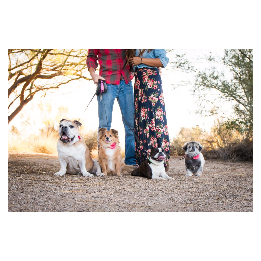 shotwithcharm's tweet photo. Dogs are just like toddlers, except they're always smiling 😂
Love this couple &amp; their love for their pups! 😻🐶 https://t.co/EKEeYGgUBl