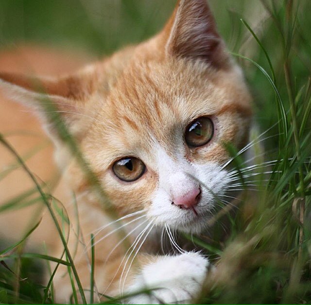 oh my cat! he is so beautiful😻😻#cats