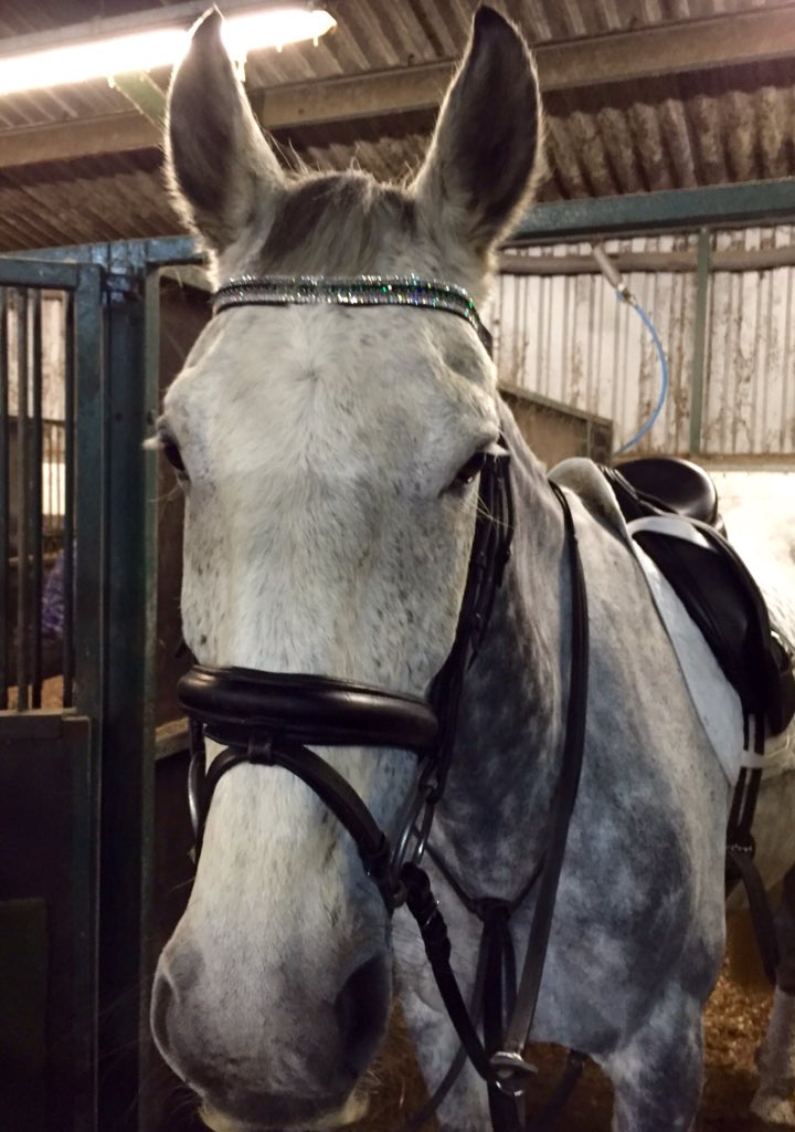 lac_88's tweet image. Gorgeous boy modelling his beautiful (early) Xmas present💎💎thanks @Equiture @UptownEventing @UptownEStore #megabling