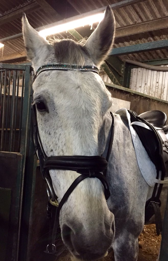 lac_88's tweet image. Gorgeous boy modelling his beautiful (early) Xmas present💎💎thanks @Equiture @UptownEventing @UptownEStore #megabling