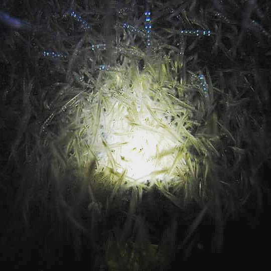 Funwith_scuba's tweet photo. Krill Bioluminescence in Torchlight #livingthedream #dunedin #uwphotography #paditv #padi #scubapro #scuba #savingt… https://t.co/KiXb5yXc7p