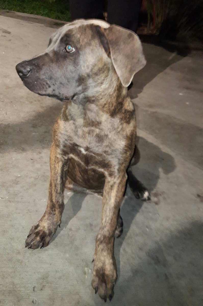 RchHomieRico's tweet photo. Diesel the dog https://t.co/AVel6F6RrO